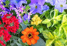BFEC Photo of flowers.