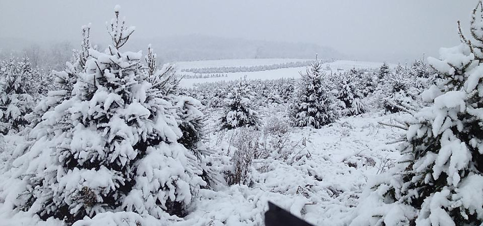 Woodridge Tree Farm